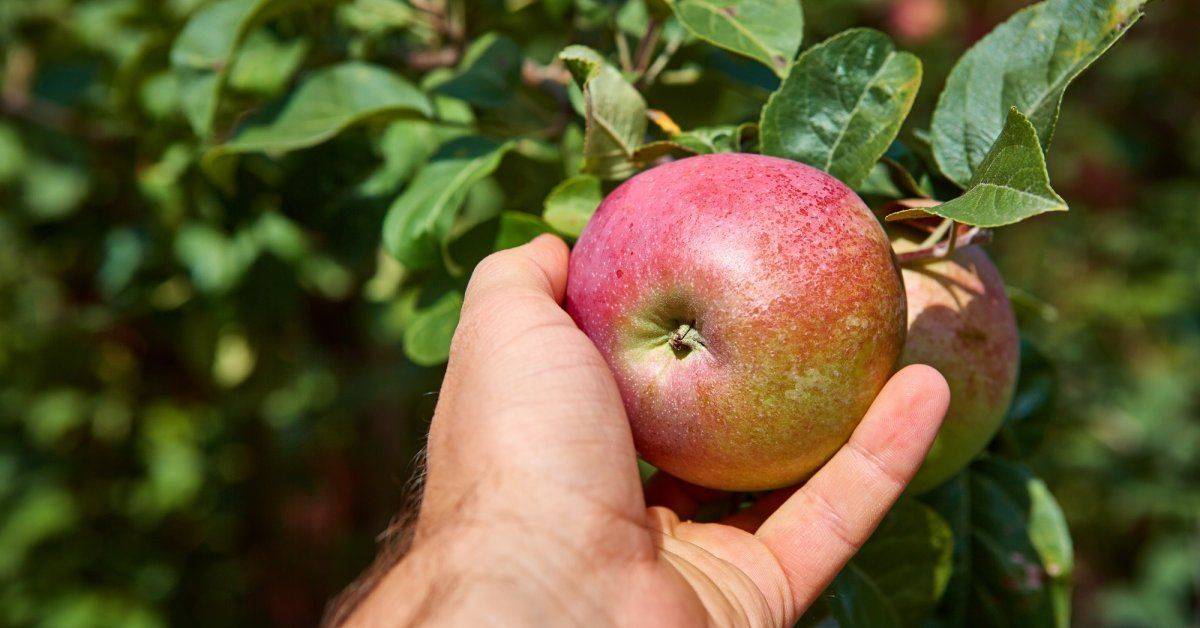 Причины почему яблоня не плодоносит, что делать и как заставить давать урожай