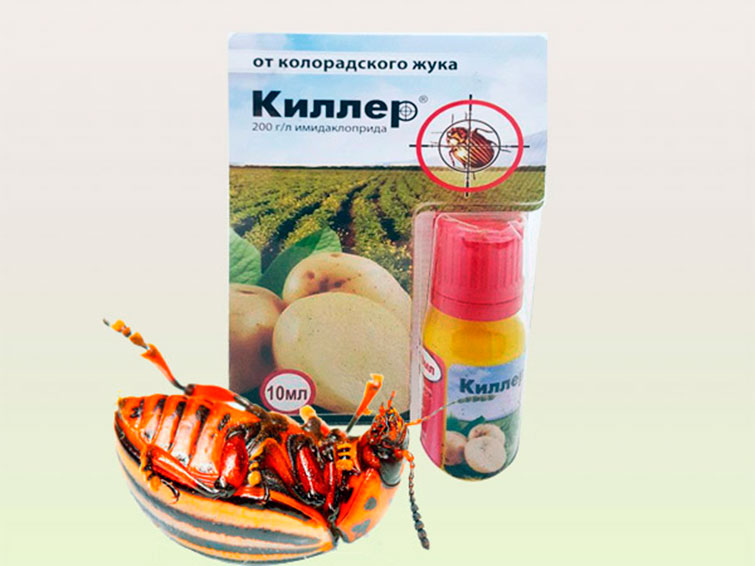 Жук колорадский: лучшие средства для борьбы с ним