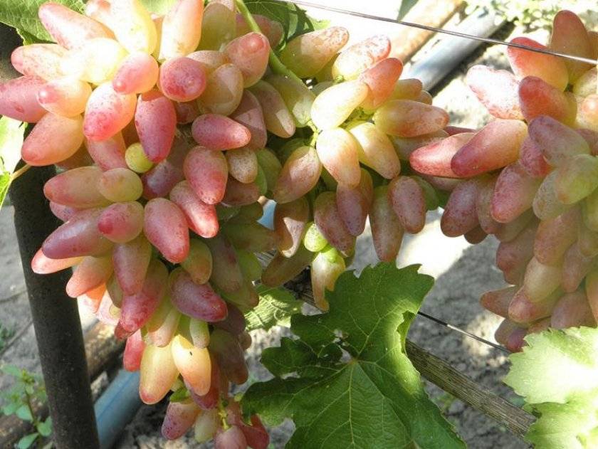 Описание гибридных сортов винограда жемчуг черный, розовый, белый и саба