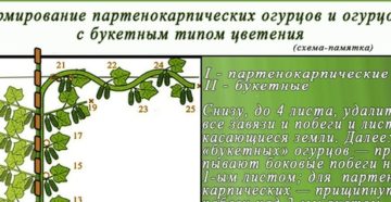 Пасынкование огурцов в теплице и в открытом грунте — пошаговая инструкция для начинающих