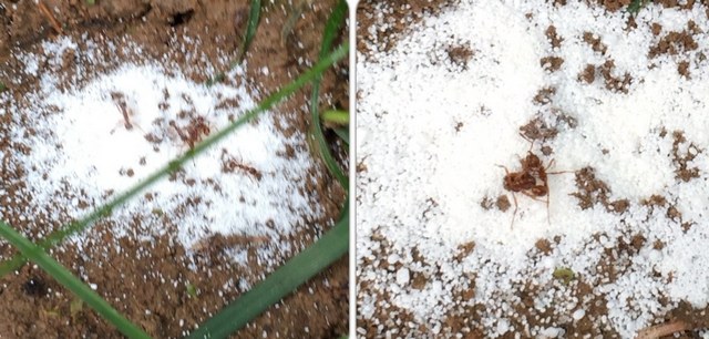 Как избавиться от муравьев в огороде и теплице
