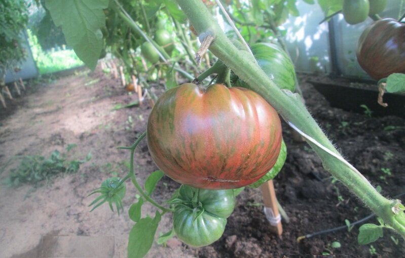 Крупноплодный здоровячок с божественным вкусом — томат беркли тай дай хаат: полное описание сорта