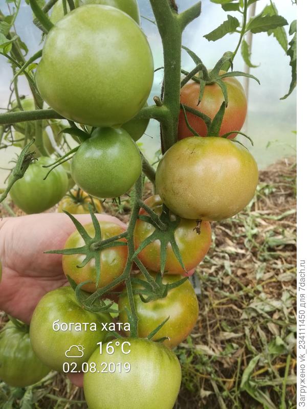 Характеристика и описание сорта томатов Богата хата, условия выращивания