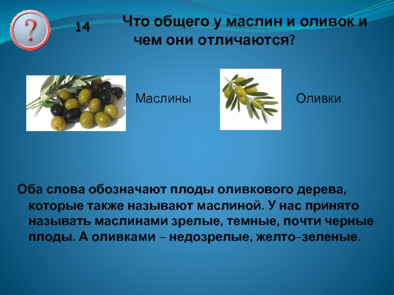 Чем отличаются оливки от маслин,как получают маслины