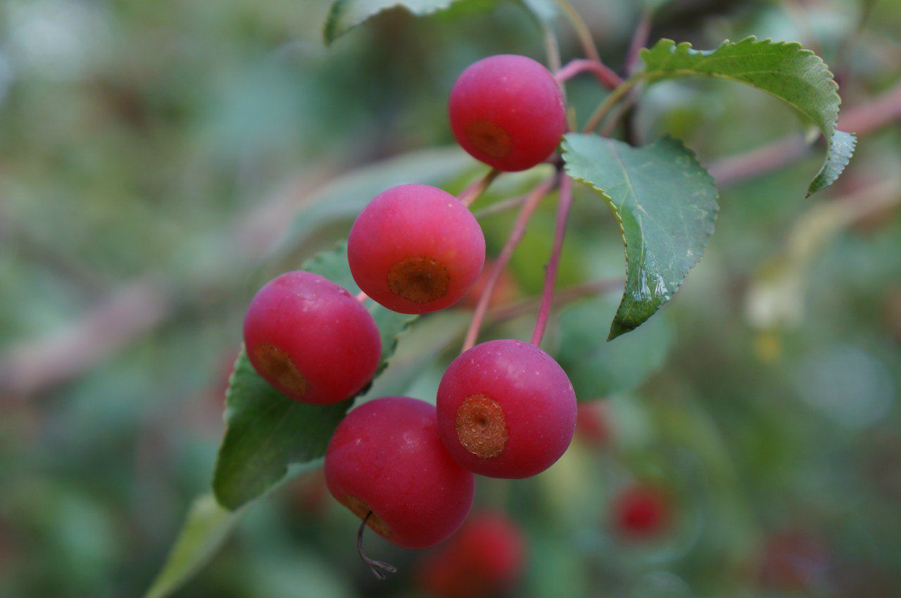 Описание сорта яблони бессемянка мичуринская: фото яблок, важные характеристики, урожайность с дерева