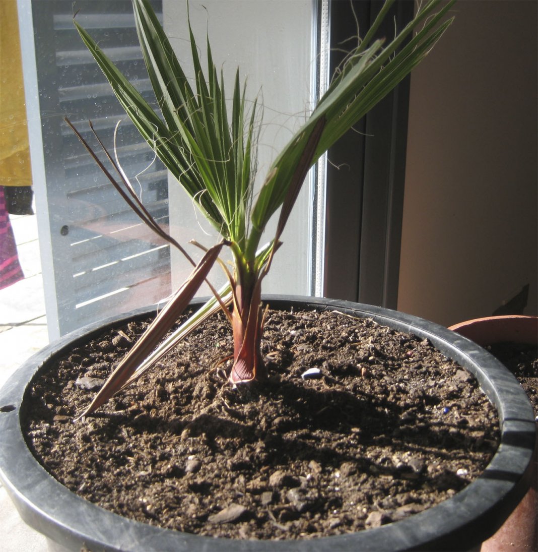 Финиковая пальма: выращиваем из косточки дома