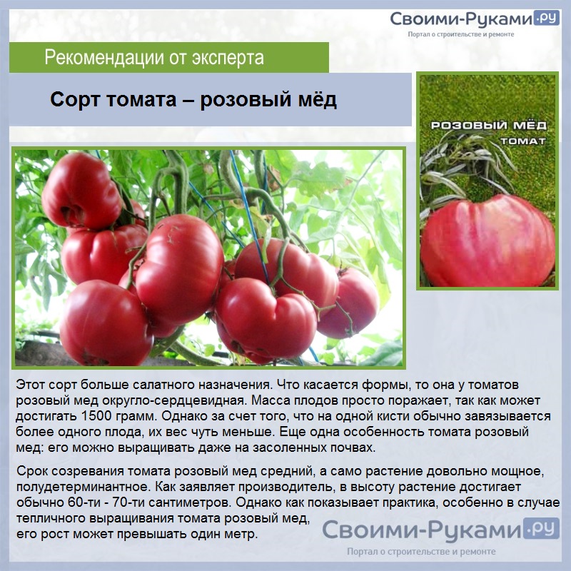 Розовые сорта томатов для теплиц и открытого грунта