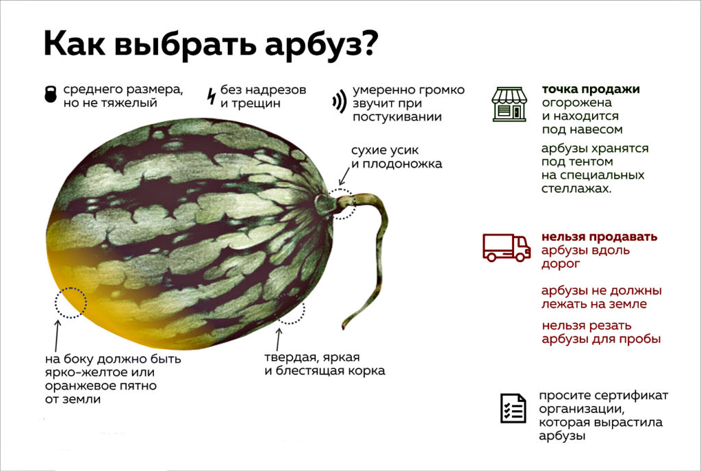 Как выращивают арбузы в астрахани