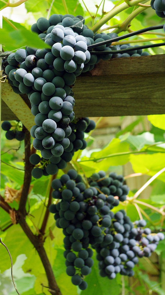 Агат донской: общее описание винограда, особенности ухода за ним и отзывы