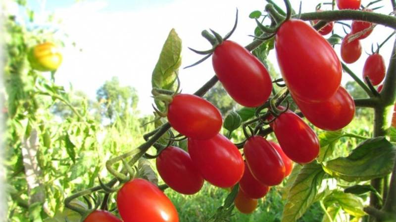 Описание сорта томата эльф f1, особенности выращивания и уход – дачные дела