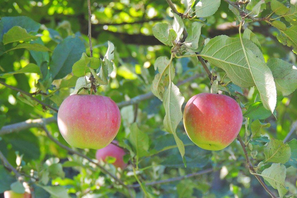 Яблоня «конфетное»: сладкое угощение на ветке в саду