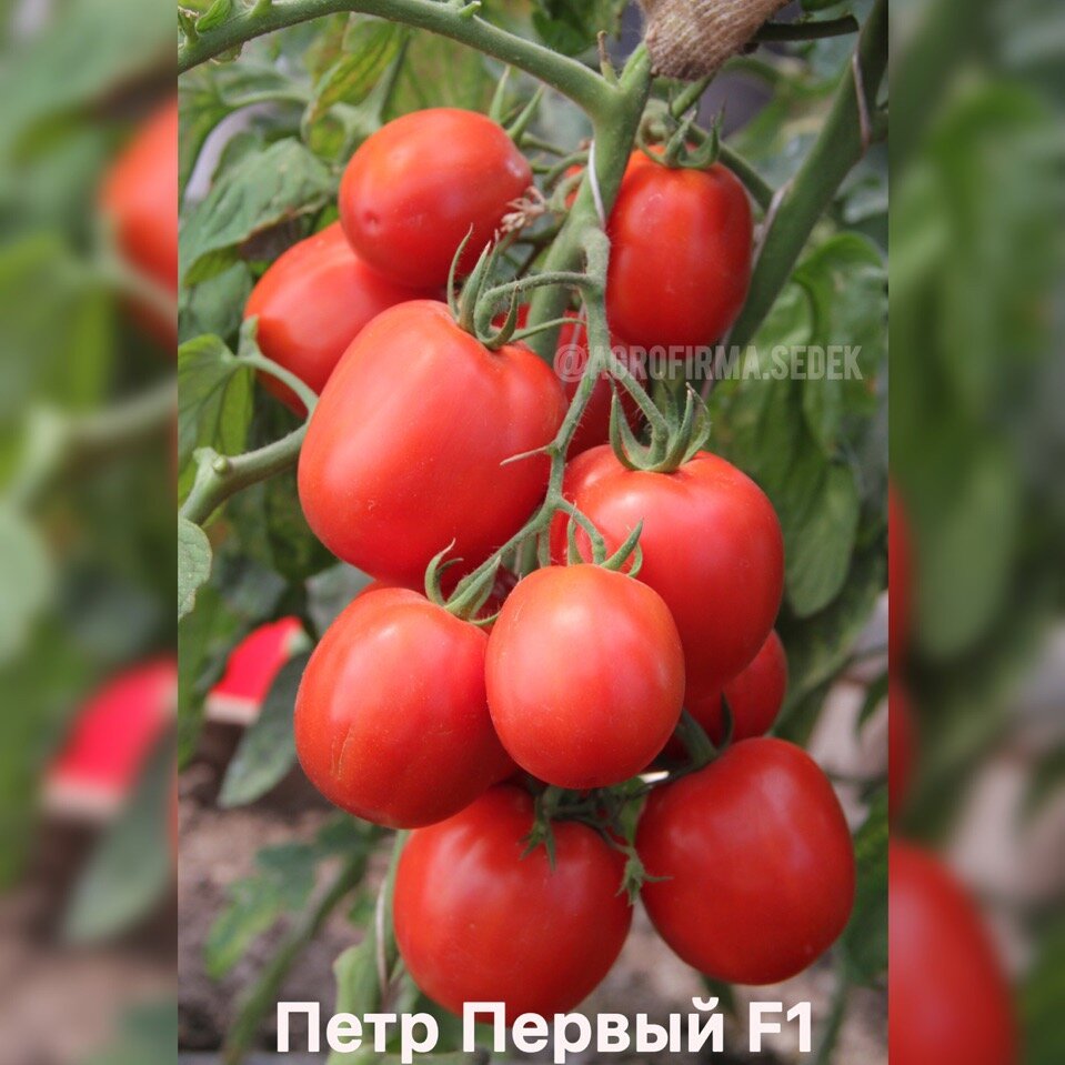 Детерминантный сорт томатов: что это такое и чем эти помидоры отличаются от индетерминантных и штамбовых