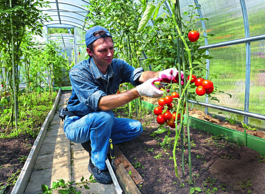 Какие томаты растут в средней полосе, на урале и в сибири? обзор низкорослых и других сортов для открытого грунта