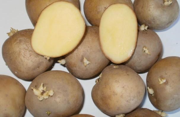 Картофель каратоп: полное описание сорта, выращивание, фото