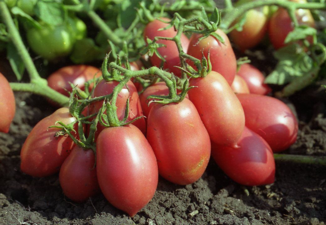 Новые сорта томатов сибирской селекции на 2021 год для открытого грунта, парника и теплицы из поликарбоната
