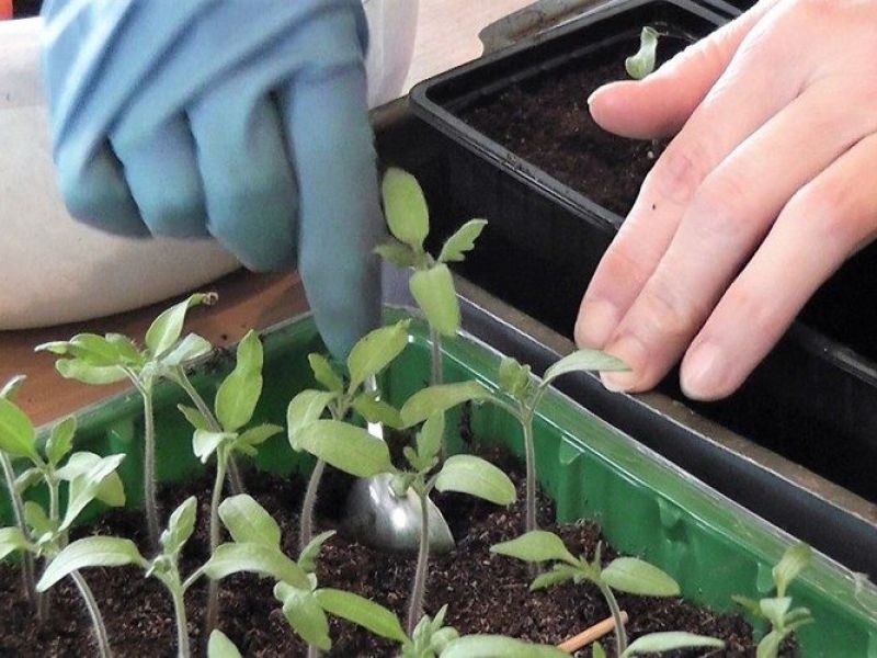 Секреты богатого урожая: как вырастить перец и томаты вместе? каким образом получить хорошую рассаду?