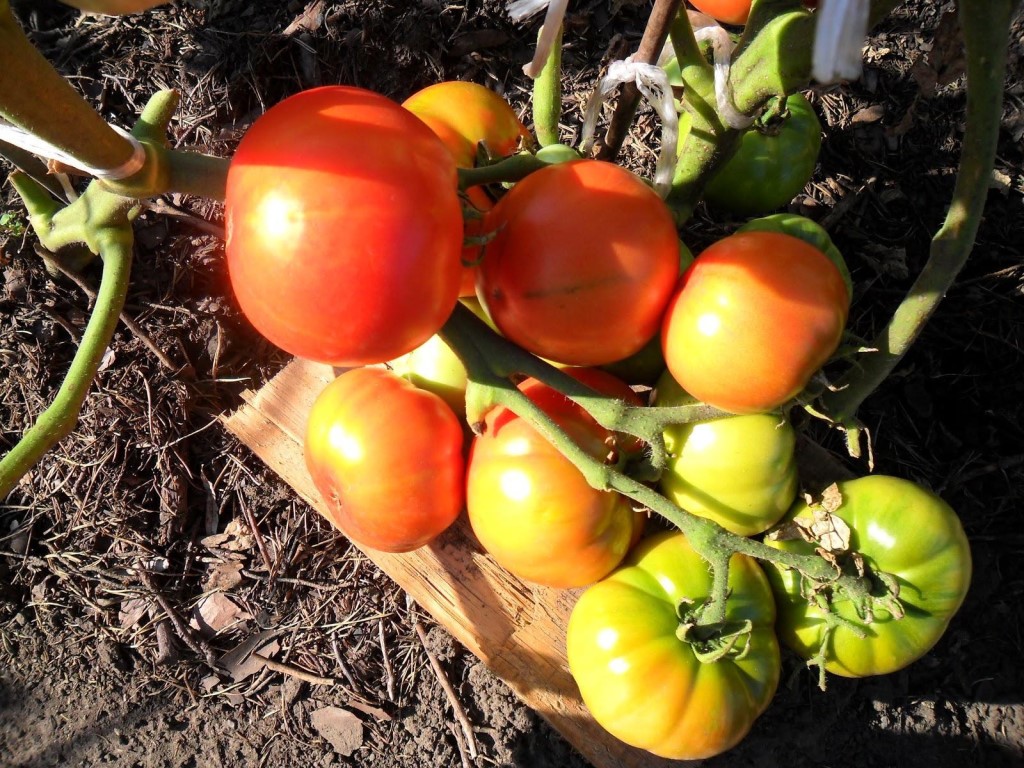 Безрассадный метод выращивания помидор - выбирайте семена