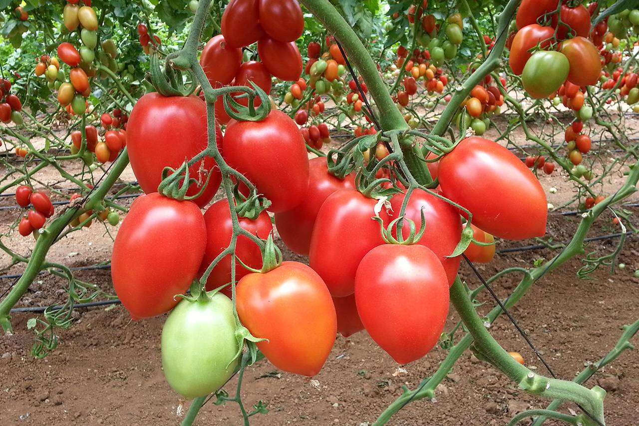 Самые лучшие и урожайные сорта помидор для выращивание в теплицах на Урале с описанием