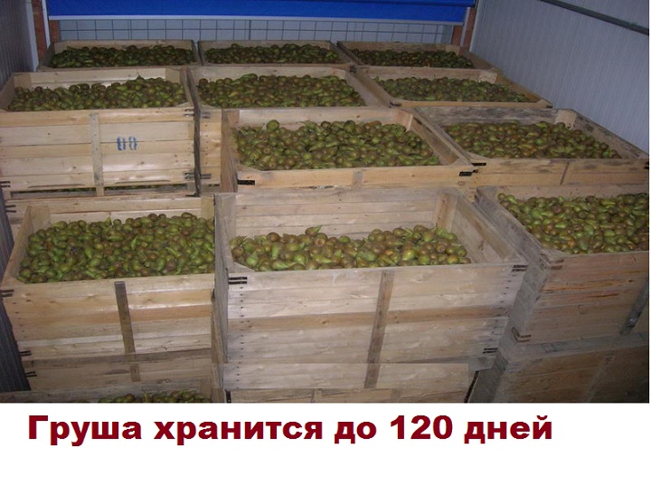 Как сохранить груши на зиму в погребе? о подготовке погреба и самих фруктов русский фермер