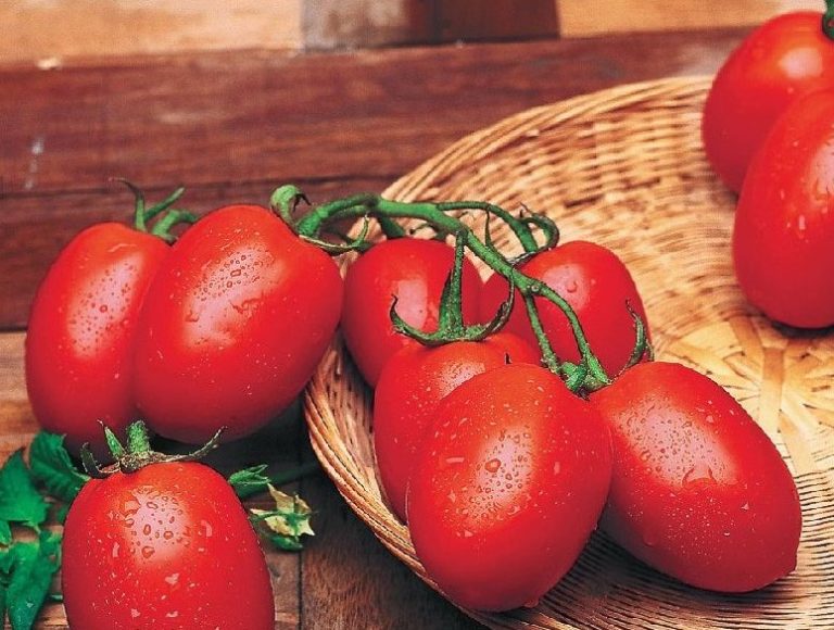 Сорт томата «рио гранде» — огородная классика: описание и характеристики сорта помидоров