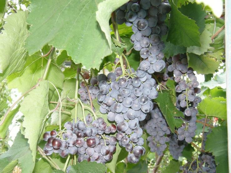 Описание сорта винограда шардоне, правила посадки и ухода