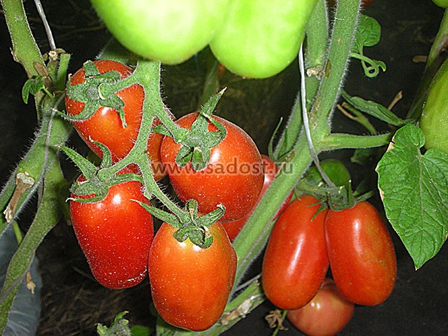 Описание и характеристики сорта томата сан-марцано - всё про сады