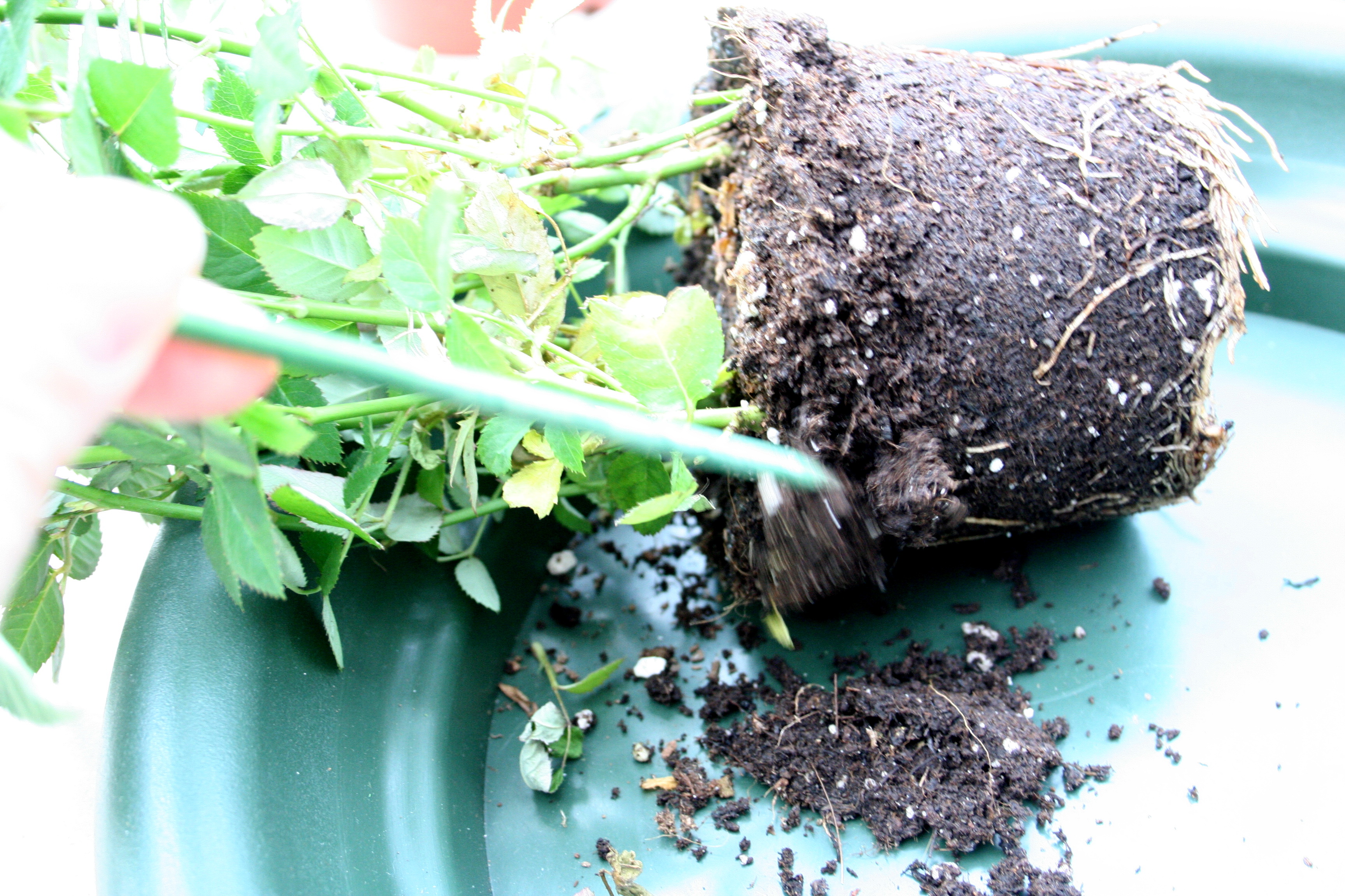 Душица: выращивание из семян, посадка и уход на огороде в открытом грунте или в домашних условиях на подоконнике на рассаду, выбор места и почвы