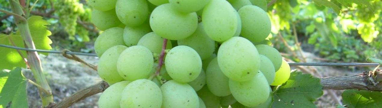 Описание винограда бианка, характеристики сорта и особенности выращивания и ухода - всё про сады