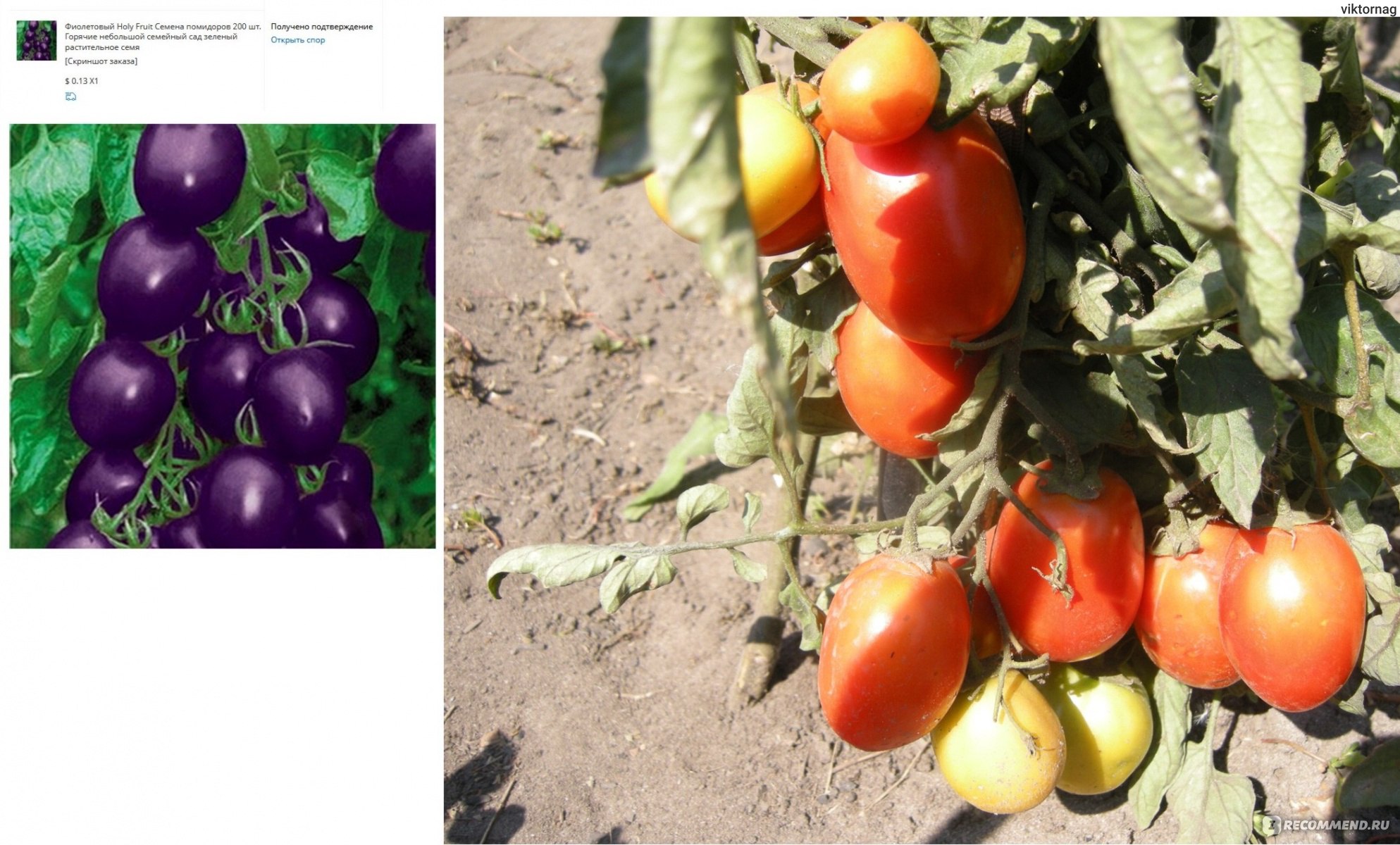 Описание сорта томата сиреневое озеро, особенности выращивание и отзывы садоводов – дачные дела
