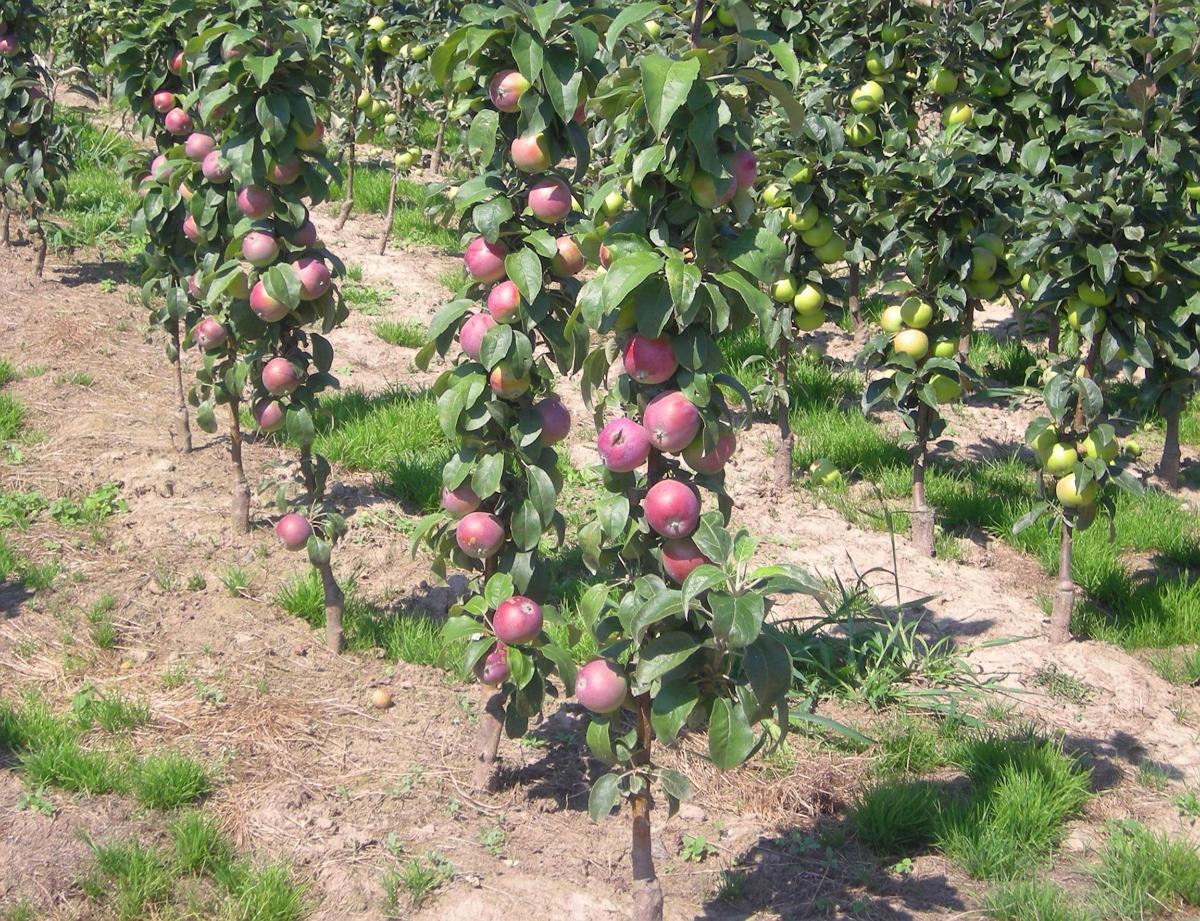Узнайте, какие яблони лучше посадить на даче