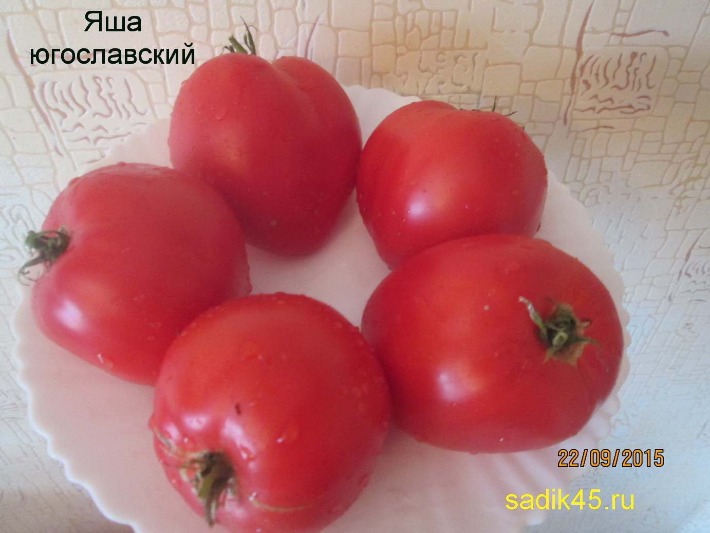 Характеристика и свойства томата Яша Югославский, выращивание в тепличных условиях