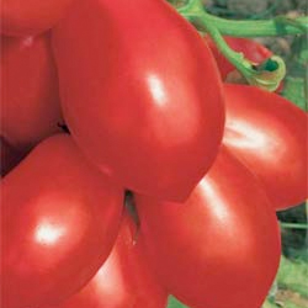 Характеристика и описание сорта помидоров рио гранде