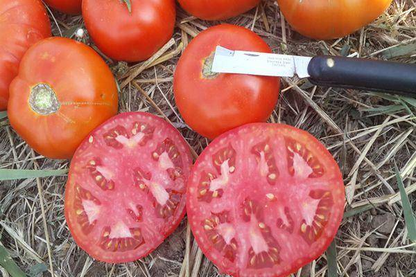 Особенности томата индио f1 и рекомендации по выращиванию рассады