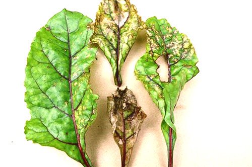 Сохнут и скручиваются листья астильбы: причины, лечение, профилактика