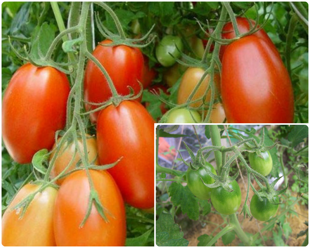 Описание сорта томата Французский гроздевой, его характеристика и урожайность