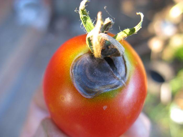 Чернеют листья у помидоров - в теплице, открытом грунте, сохнут по краям, причины, что делать