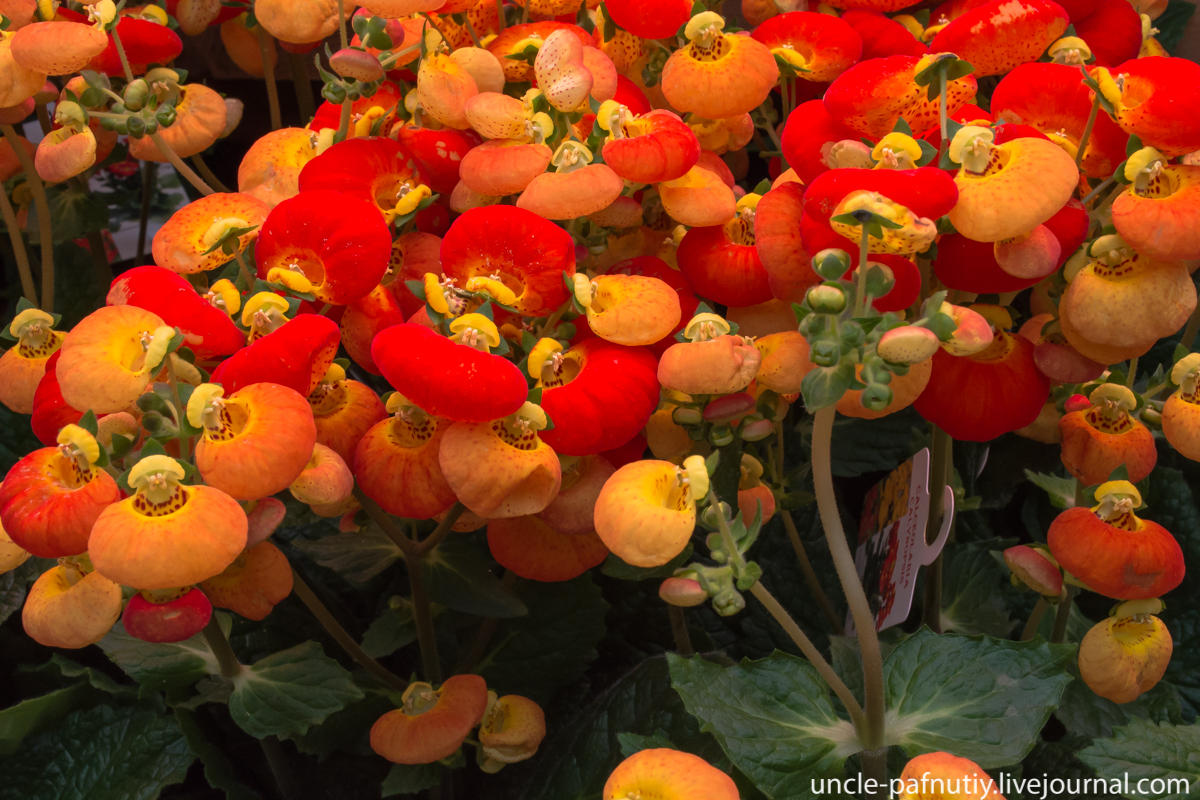 Как наслаждаться цветением кальцеолярии каждый год? выращивание из семян. уход в домашних условиях. фото — ботаничка.ru
