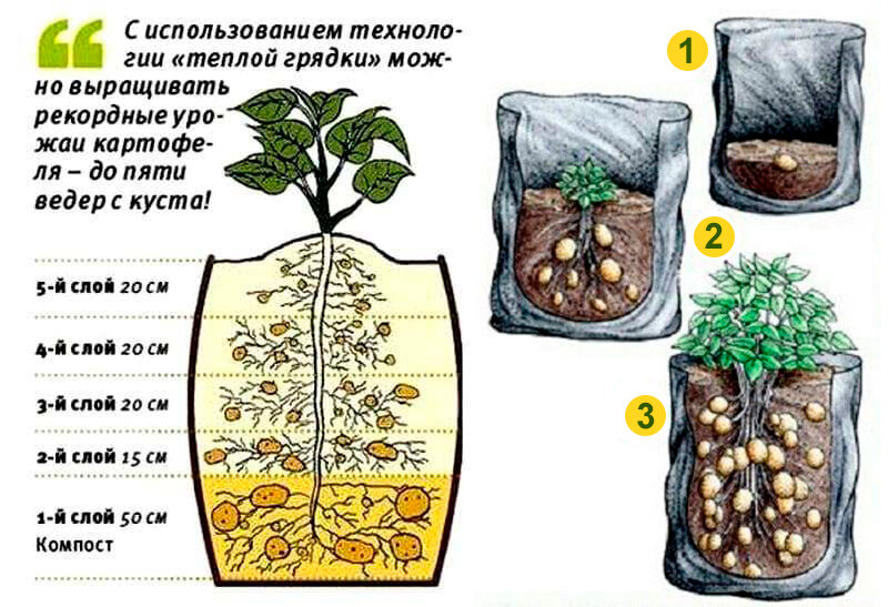 Преимущества выращивания картофеля в бочке с фото