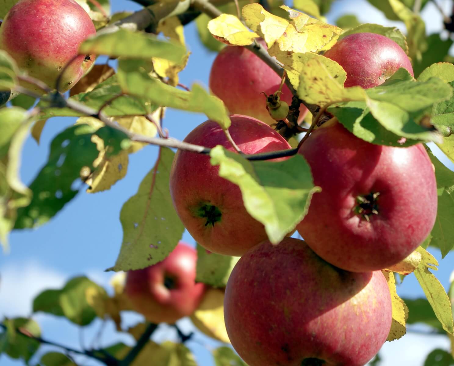 Выращивание яблони белорусское сладкое - мыдачники