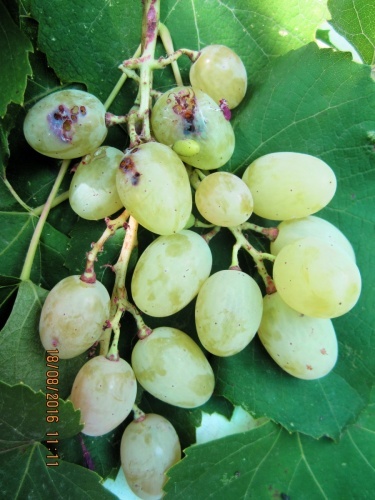 Листовертки на винограде фото и борьба с ними