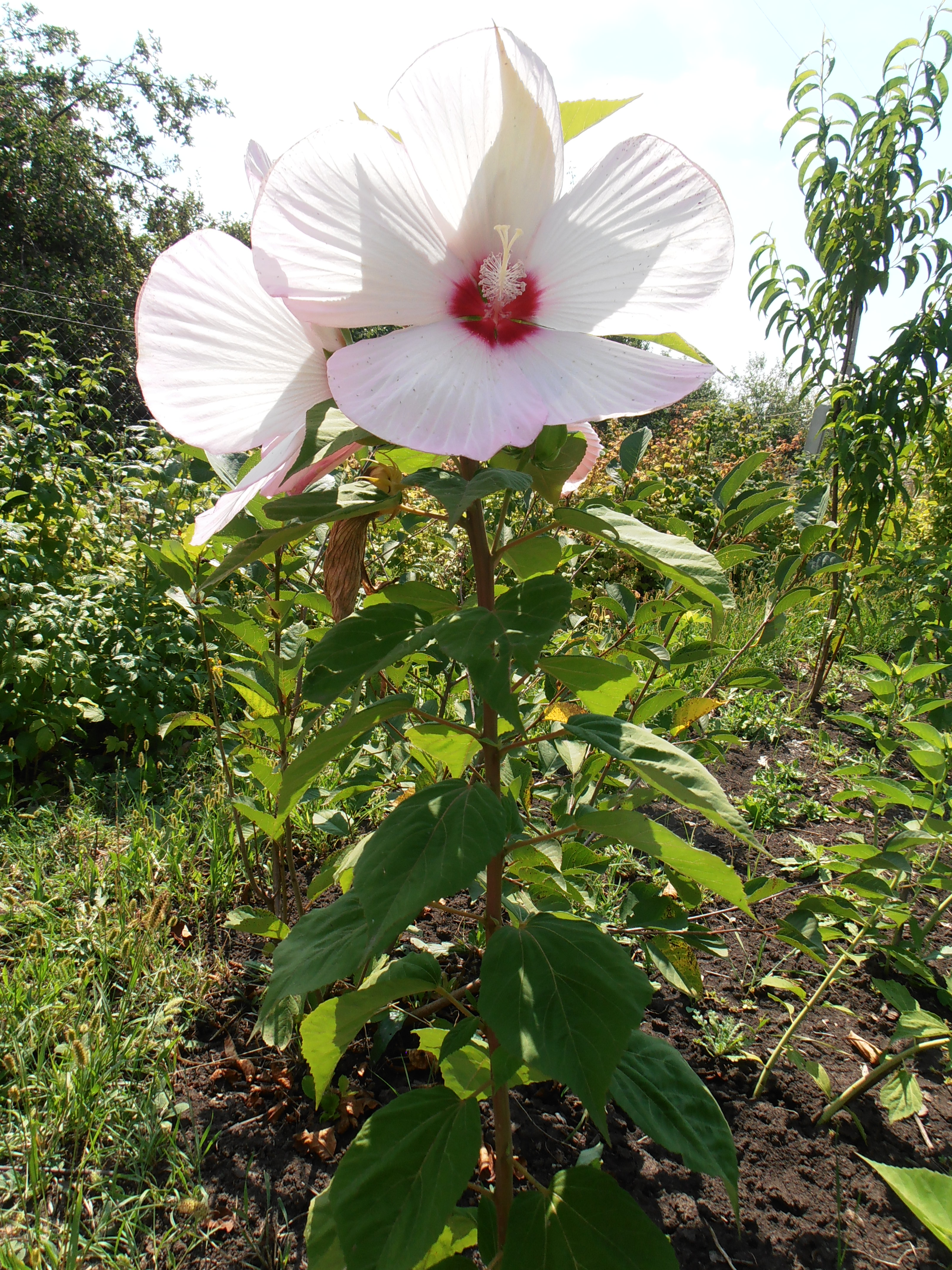 Гибискус древовидный выращивание и размножение в открытом грунте, как ухаживать за китайской розой в беларуси и подмосковье, цветок смерти: почему?