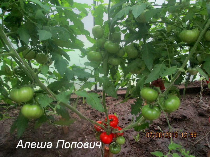 Характеристика и описание сорта томата алешка f1 и нюансы агротехники - всё про сады