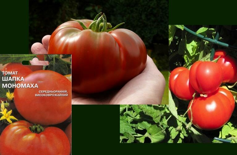 Детерминантные помидоры: лучшие сорта