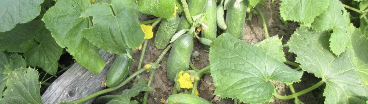 Чем подкормить огурцы во время цветения и плодоношения: особенности ухода и рекомендации по выбору состава