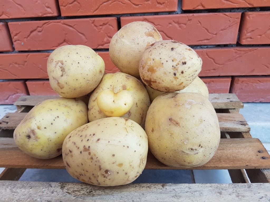 Сорта картофеля для сибири с описанием, характеристикой и отзывами, а также особенности выращивания в данном регионе