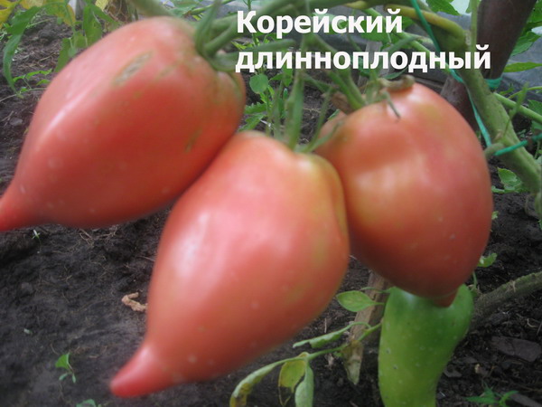 Семена: томат корейский длинноплодный. томаты, семена овощей. , , . продажа и доставка по краснодару и россии.