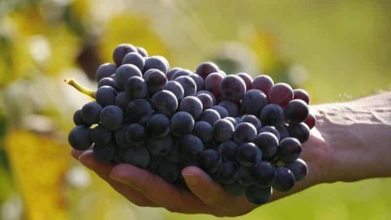 Виноград кодрянка: описание сорта, особенности посадки и выращивания
