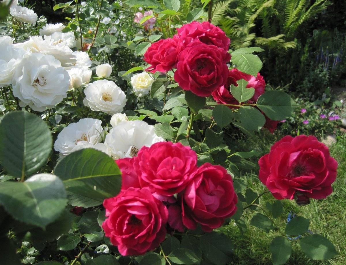 Выращивание розы флорибунда: посадка и уход в открытом грунте для новичков