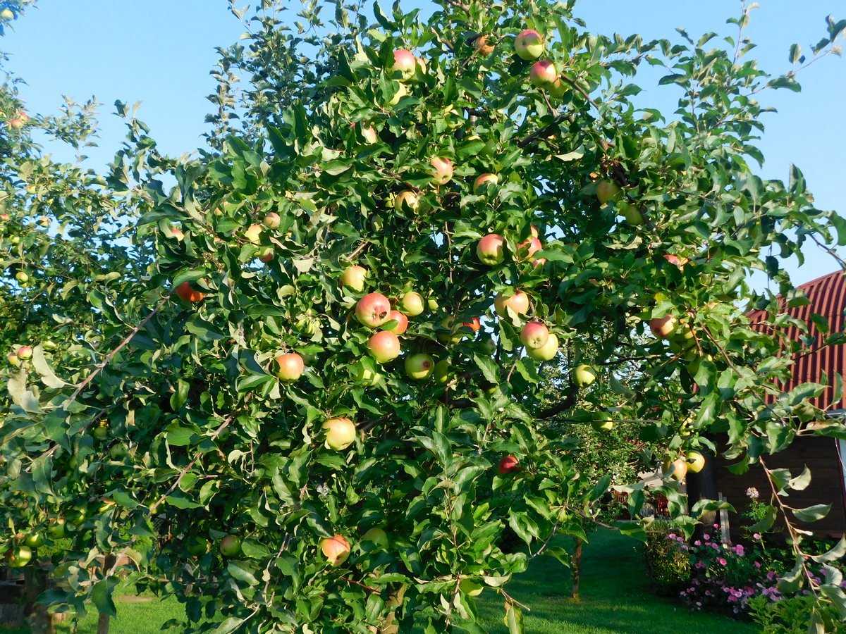 Описание сорта яблони дарья: фото яблок, важные характеристики, урожайность с дерева