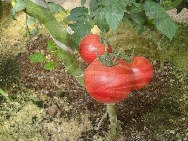 Описание сорта томата розамарин фунтовый, особенности выращивания и урожайность